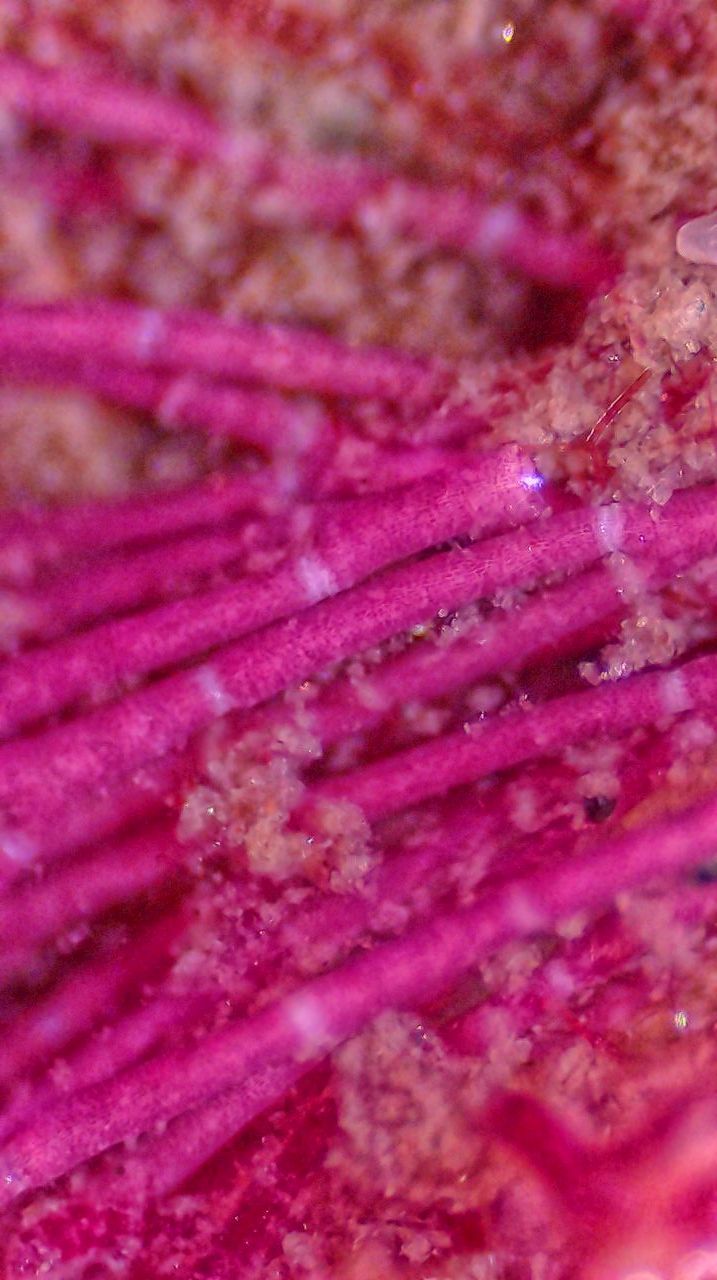 Architetture di pietra: le alghe coralline